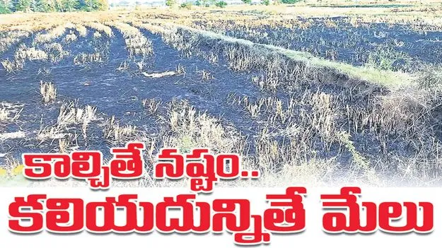 కాల్చితే నష్టం.. కలియదున్నితే మేలు..