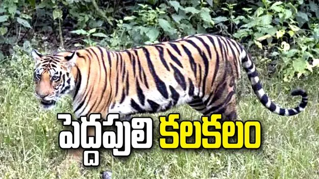 పోలవరంలో పెద్ద పులి కలకలం.. భయాందోళనలో కార్మికులు.. 