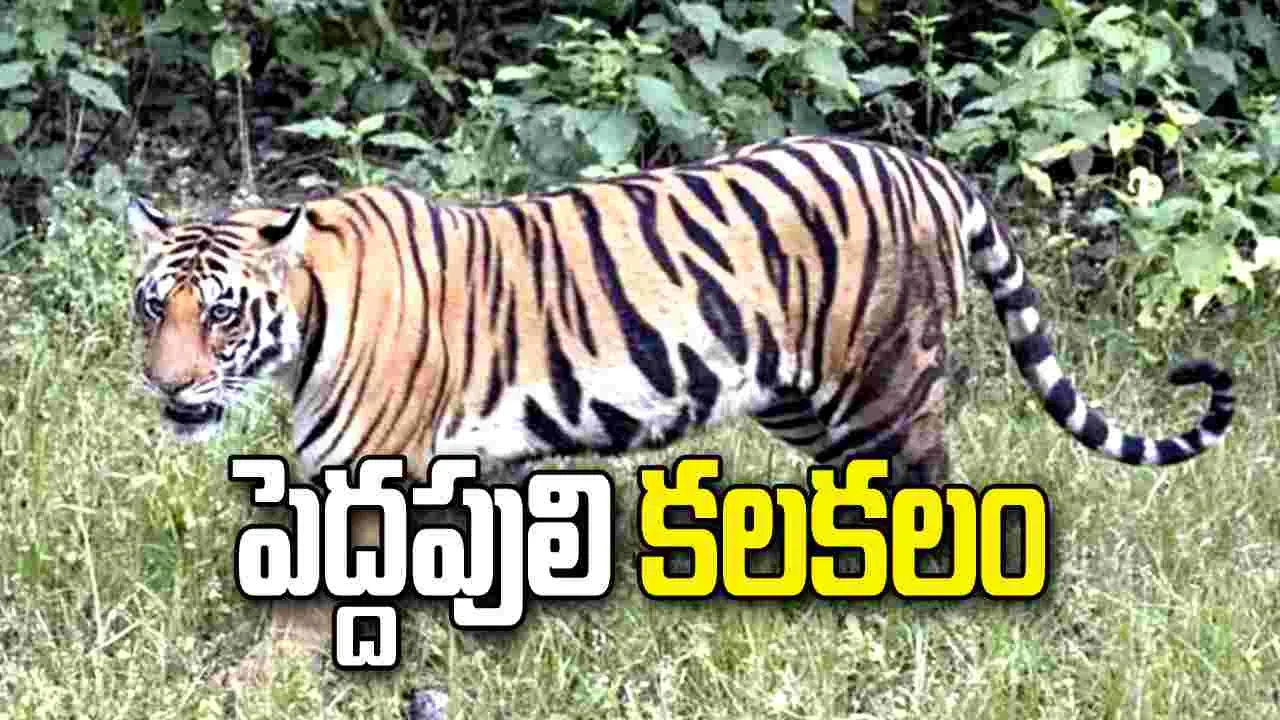 పోలవరంలో పెద్ద పులి కలకలం.. భయాందోళనలో కార్మికులు..