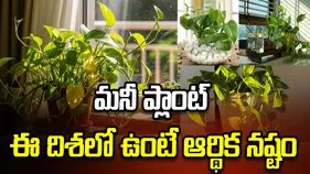 మనీ ప్లాంట్‌ ఈ దిశలో ఉంటే ఆర్థిక నష్టం
