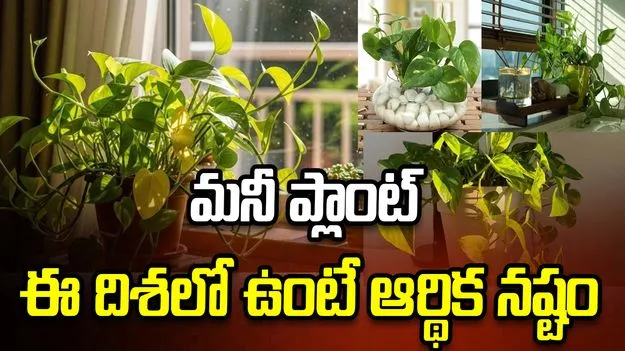 మనీ ప్లాంట్‌ ఈ దిశలో ఉంటే ఆర్థిక నష్టం