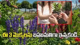 ఈ 3 మొక్కలను బహుమతిగా ఇవ్వకపోవడమే మంచిది!