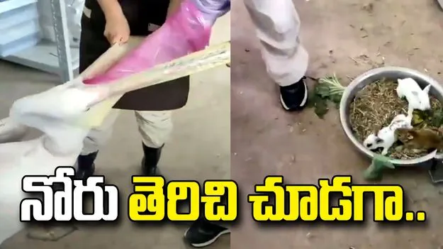 వామ్మో ఈ పక్షి ఏంటీ ఇలా చేసిందీ.. నోరు తెరిచి చూడగా షాకింగ్ సీన్.. 