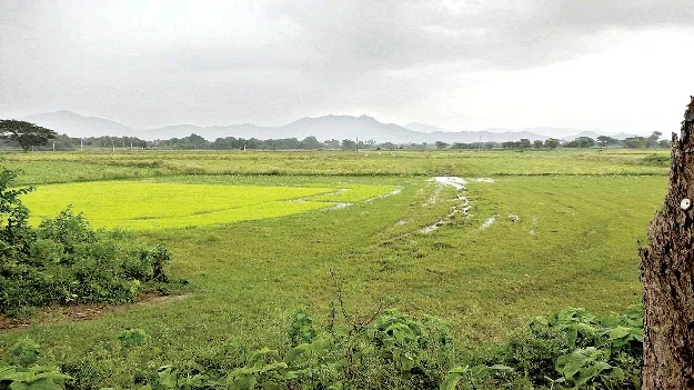  Planting   ఇంకా 70 శాతం  నాట్లు పడలే!