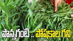 పొన్నగంటి ఆకుతో ఎన్నో ఆరోగ్య ప్రయోజనాలు.. తెలిస్తే వదలరు.