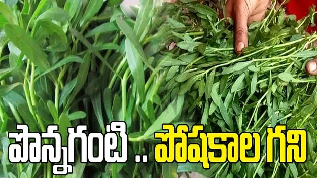 పొన్నగంటి ఆకుతో ఎన్నో ఆరోగ్య ప్రయోజనాలు.. తెలిస్తే వదలరు.