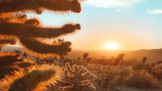 మీది చురుకైన చూపు అయితే.. ఈ ఫొటోలో పిల్లి ఎక్కడుందో 10 సెకెన్లలో కనిపెట్టండి.. 