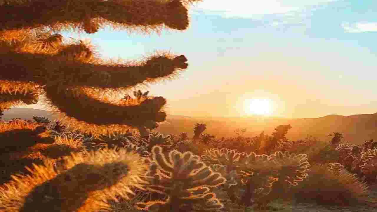 మీది చురుకైన చూపు అయితే.. ఈ ఫొటోలో పిల్లి ఎక్కడుందో 10 సెకెన్లలో కనిపెట్టండి.. 