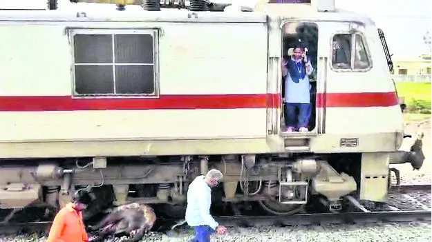 గేదెను ఢీకొట్టిన పల్నాడు ఎక్స్‌ప్రెస్‌