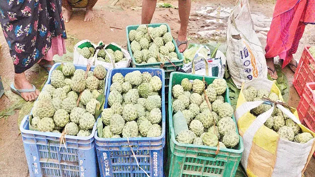 Custard Apple  సీతాఫలాలు అ‘ధర’హో!