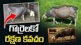 గొర్రెలకో రక్షణ కవచం 