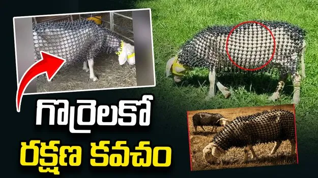 గొర్రెలకో రక్షణ కవచం 