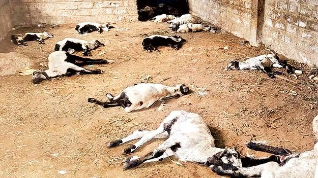  కుక్కల దాడిలో 44 గొర్రెలు మృతి 