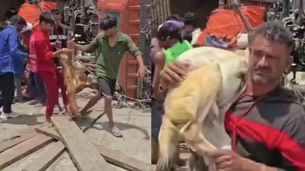 హైవేపై బోల్తా పడ్డ ట్రక్.. చచ్చిన గొర్రెల కోసం ఎగబడ్డ జనం..