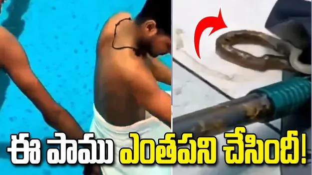 స్విమ్మింగ్ పూల్‌లో యువకుడి లోదుస్తుల్లోకి దూరిన పాము.. తర్వాత ఏం జరిగిందంటే..!