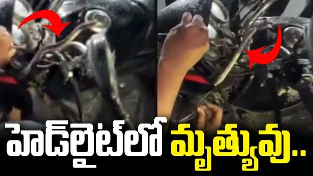 బైక్ హెడ్‌లైట్‌లో చప్పుడు.. ఏముందా అని చూడగా.. చివరకు షాకింగ్ సీన్