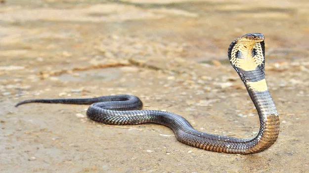 బుస కొడుతున్నాయ్‌ 