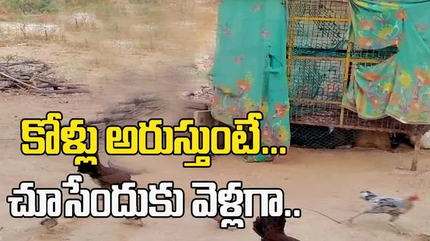 కోళ్లు అరుస్తున్నాయని వెళ్లి చూస్తే.. మృత్యువు వెంటాడింది