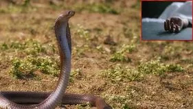 పాము కాటుకు గురైన బాలిక.. ఆస్పత్రికి తరలించే లోపే