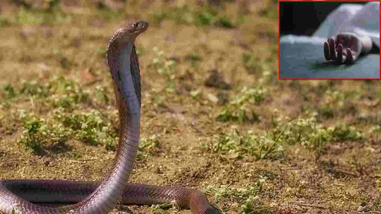 పాము కాటుకు గురైన బాలిక.. ఆస్పత్రికి తరలించే లోపే