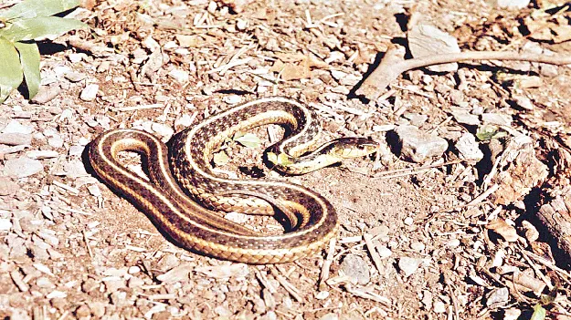 snakes fear సర్పాల కాలం!