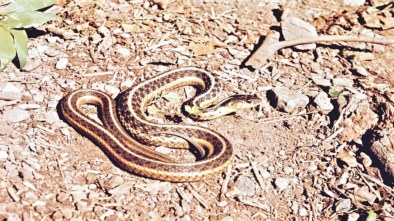 snakes fear సర్పాల కాలం!