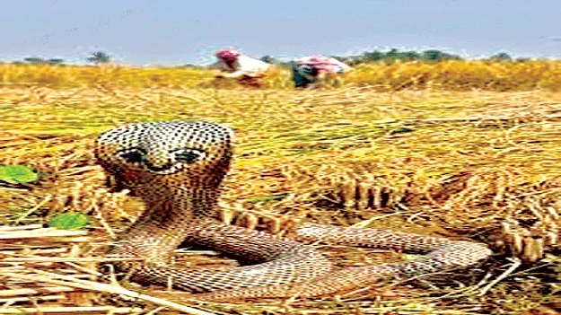 Snakebites on the Rise! కాటేస్తున్నాయ్‌!