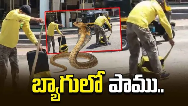 డెలివరీ బాయ్ బ్యాగులో పాము.. నడిరోడ్డులో రచ్చరచ్చ.. 