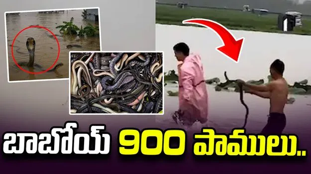 వరద నీటిలో 900 పాములు.. నరకం చూస్తున్న చైనా ప్రజలు.. 