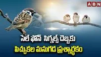 సెల్ ఫోన్ సిగ్నల్స్ దెబ్బకు పిచ్చుకల మనుగడ ప్రశ్నార్థకం