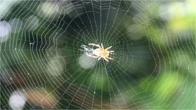 ఇంట్లో సాలెపురుగులను సహజంగా ఎలా వదిలించుకోవాలి?