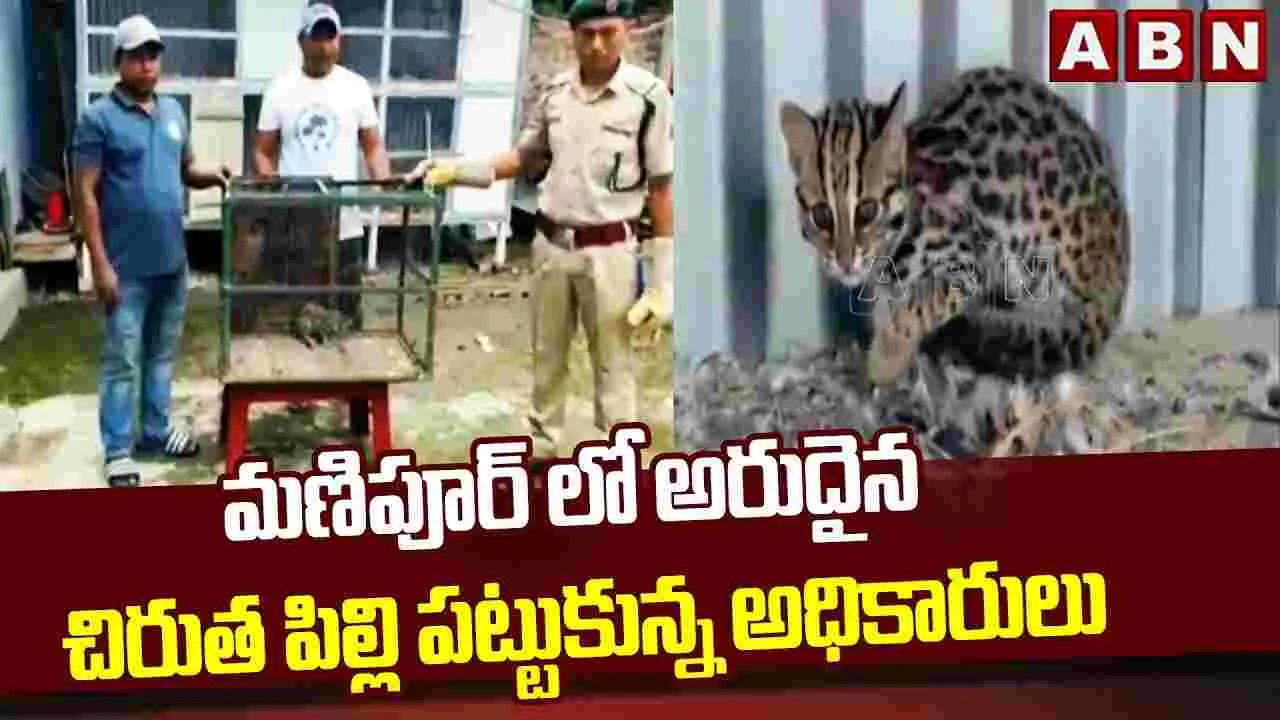 మణిపూర్ లో అరుదైన చిరుత పిల్లి పట్టుకున్న అధికారులు 