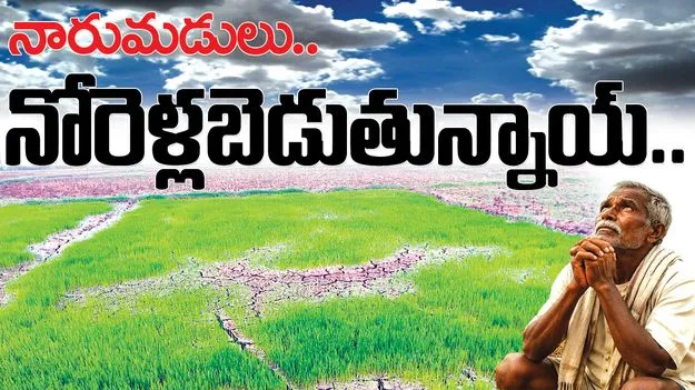 Rajanna siricilla :  నారుమడులు.. నోరెళ్లబెడుతున్నాయ్‌..