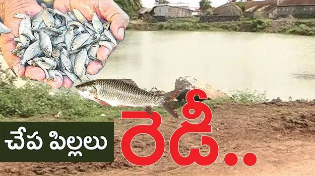 చేప పిల్లలు రెడీ..
