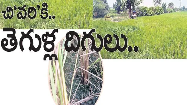 చి‘వరి’కి.. తెగుళ్ల దిగులు..