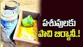 అధిక పాల కోసం కక్కుర్తి.. పశువులకు పాచి బిర్యానీ..!