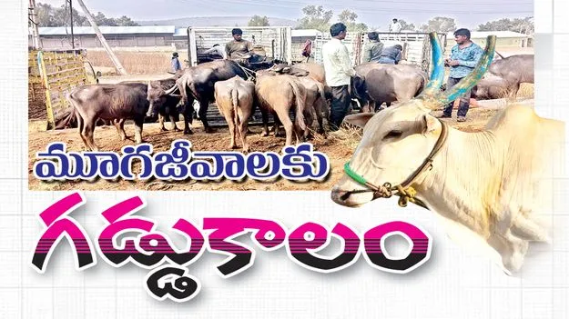 మూగజీవాలకు గడ్డుకాలం 