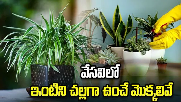 వేసవిలో ఇంటికి చల్లదనం ఇచ్చే మొక్కలివే