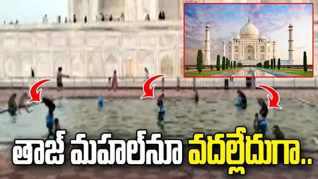 తాజ్ మహల్‌‌నూ వదల్లేదుగా.. ఈ కోతులు ఏం చేశాయో చూస్తే..