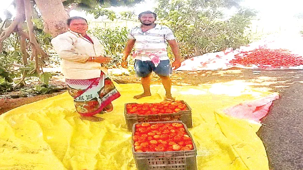 Tomatoes పొలాల్లోనే టమాటా