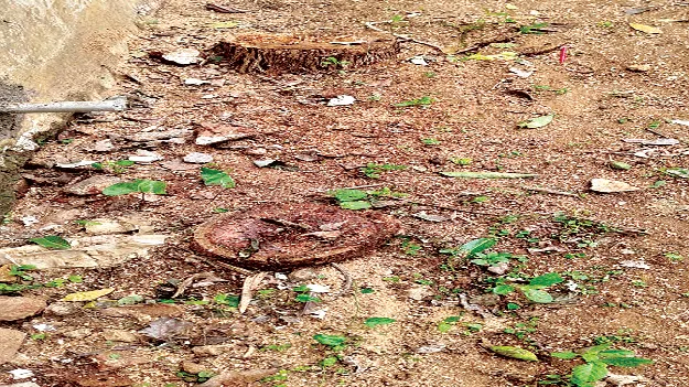 Teak Trees    పాఠశాలల్లో టేకుచెట్లేగా.. నరికేద్దాం!
