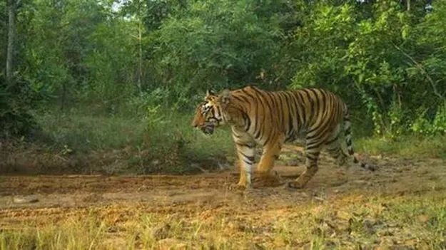 ఏలూరు జిల్లాలో పెద్దపులి సంచారం.. ప్రజలకు అధికారుల హెచ్చరిక.. 