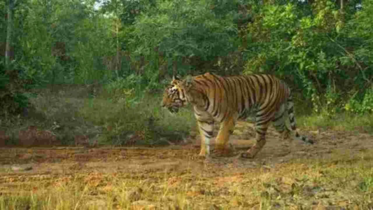 ఏలూరు జిల్లాలో పెద్దపులి సంచారం.. ప్రజలకు అధికారుల హెచ్చరిక..