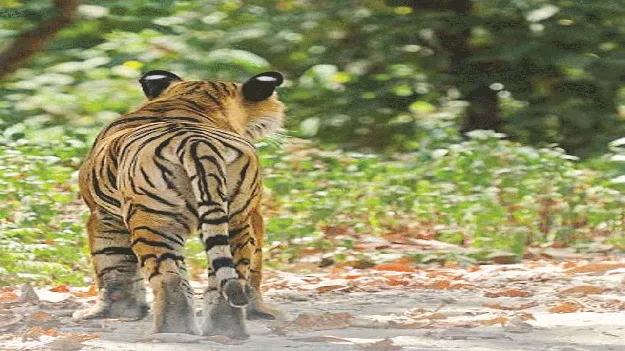 పెద్దపులి  ఇంటిదారి