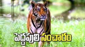 నేలకోట కొండపై పెద్దపులి కలకలం.. భయాందోళనలో స్థానికులు