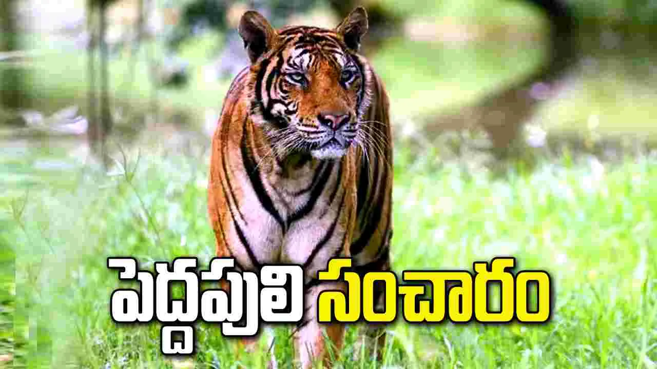 నేలకోట కొండపై పెద్దపులి కలకలం.. భయాందోళనలో స్థానికులు