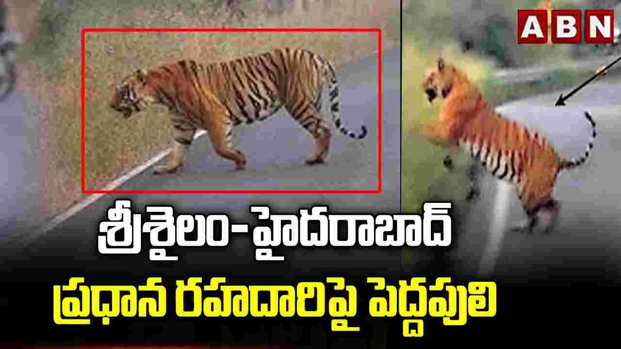 శ్రీశైలం-హైదరాబాద్ ప్రధాన రహదారిపై పెద్దపులి..