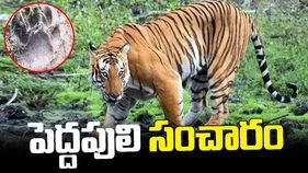 రాజమండ్రిలో పులి సంచారం.. జనాలను అలర్ట్ చేసిన అటవీ శాఖ 