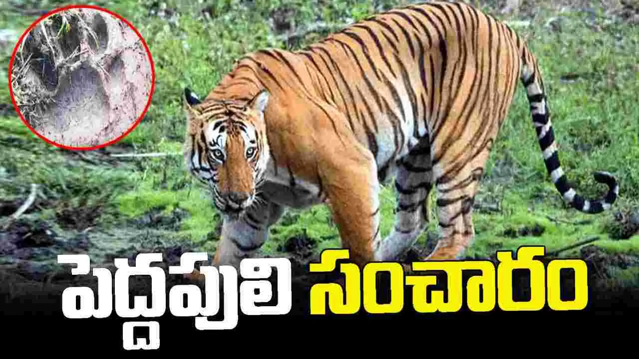 రాజమండ్రిలో పులి సంచారం.. జనాలను అలర్ట్ చేసిన అటవీ శాఖ