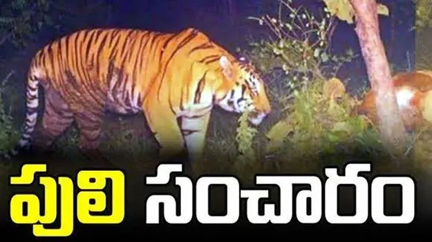 ఏలూరు జిల్లాలో పెద్దపులి కలకలం.. వరుసగా పశువులపై దాడి